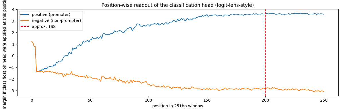 Position-wise readout of the classification head, positive vs negative class