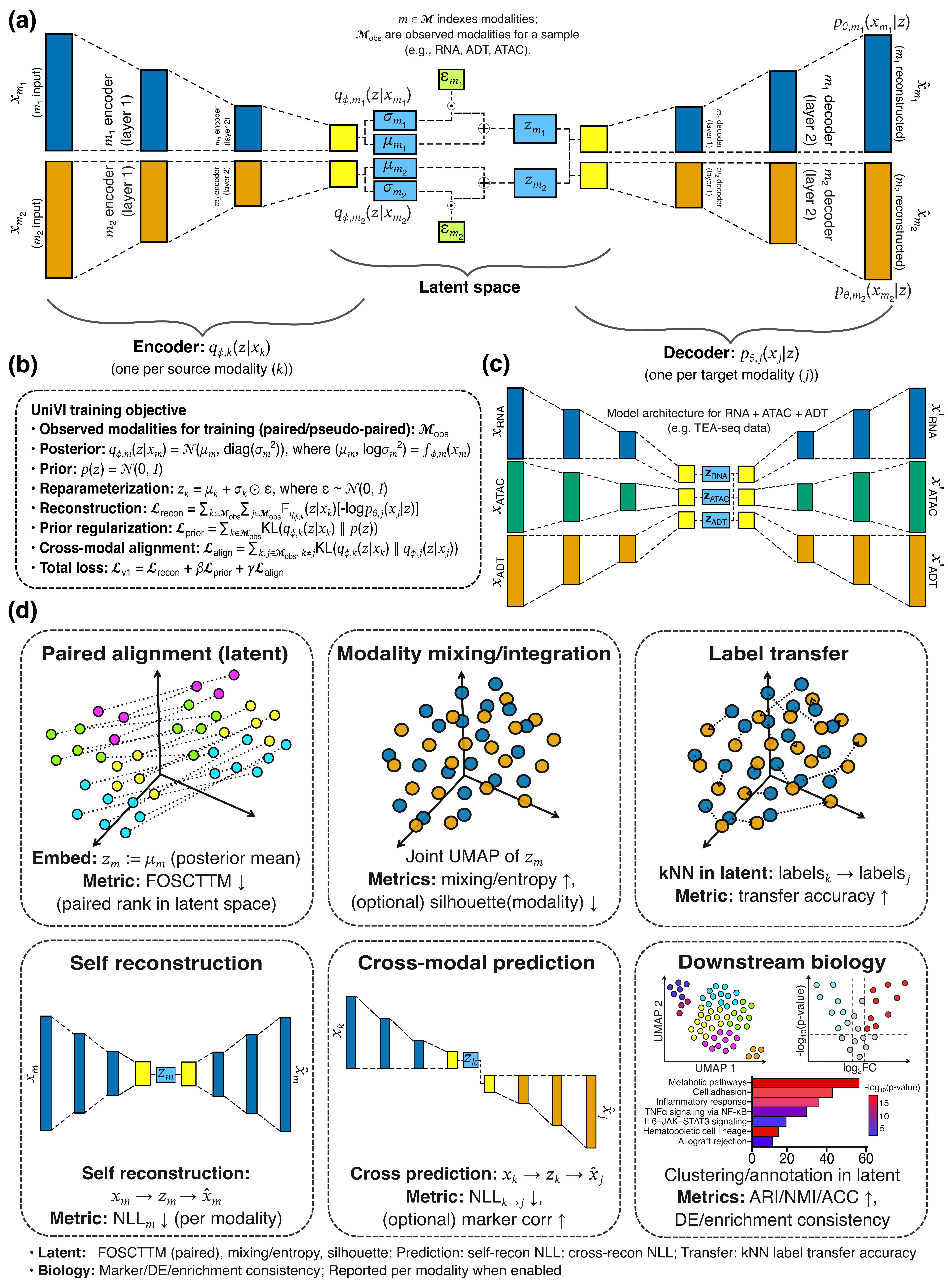 UniVI architecture, training objective, and evaluation
