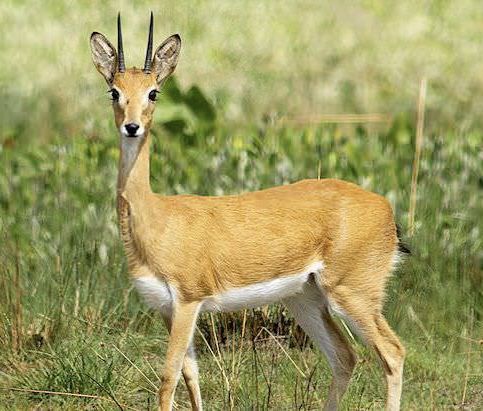 Oribi Antelope