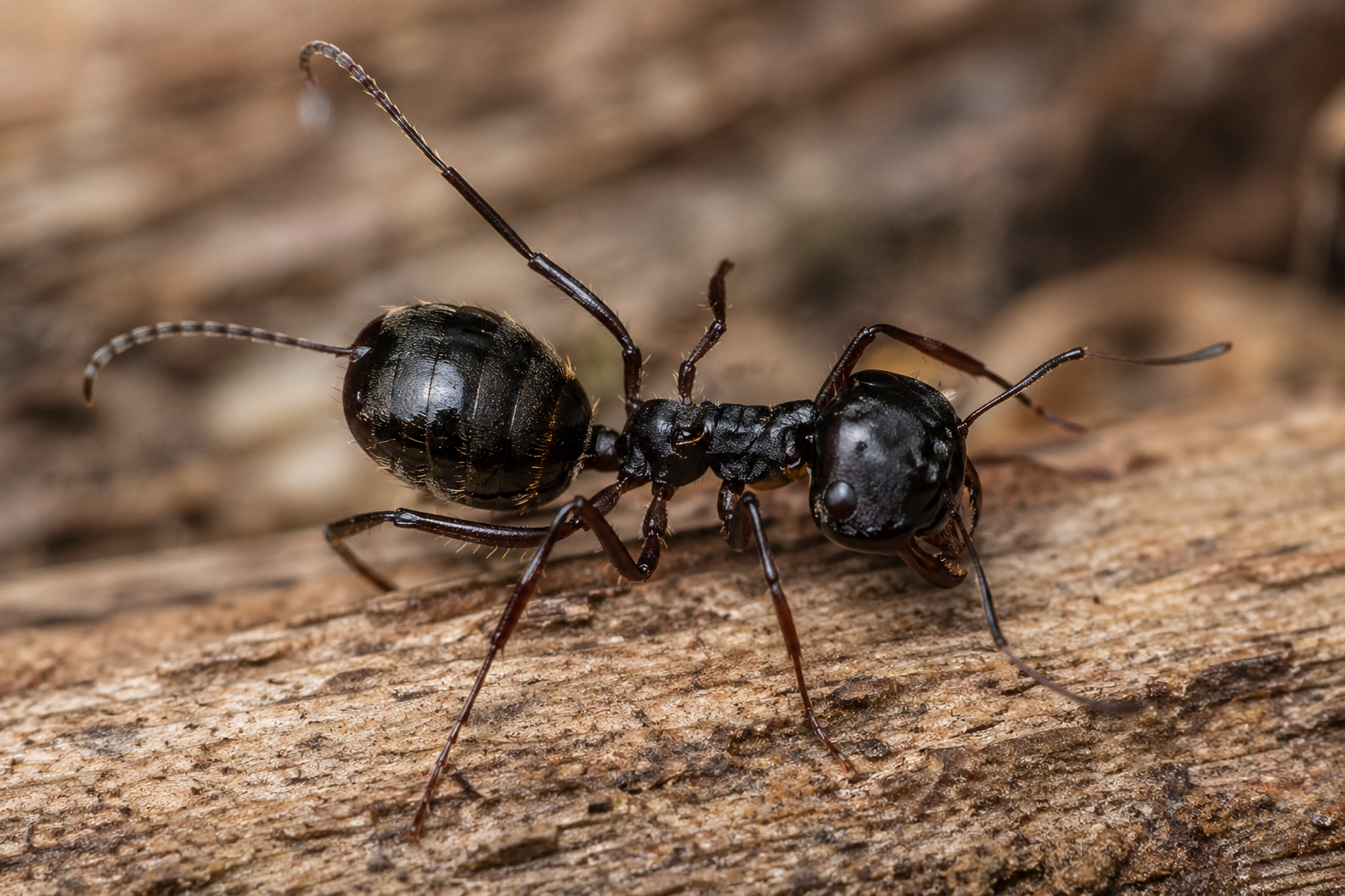 Large Black Ant