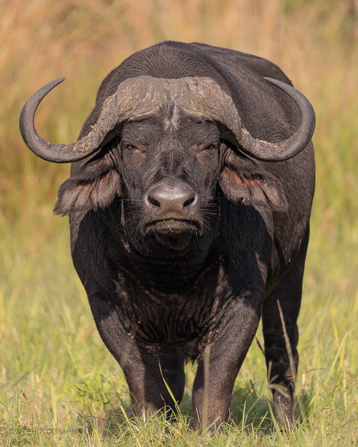 Buffalo