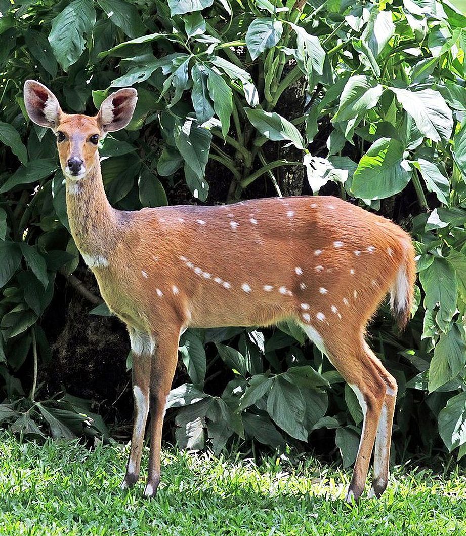 Bushbuck