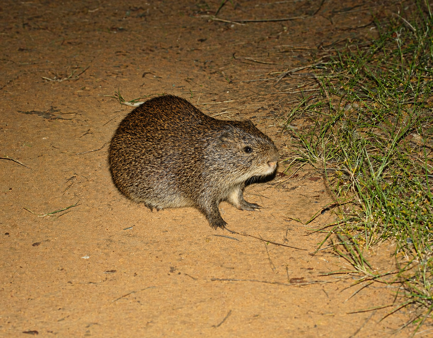 Cane Rat