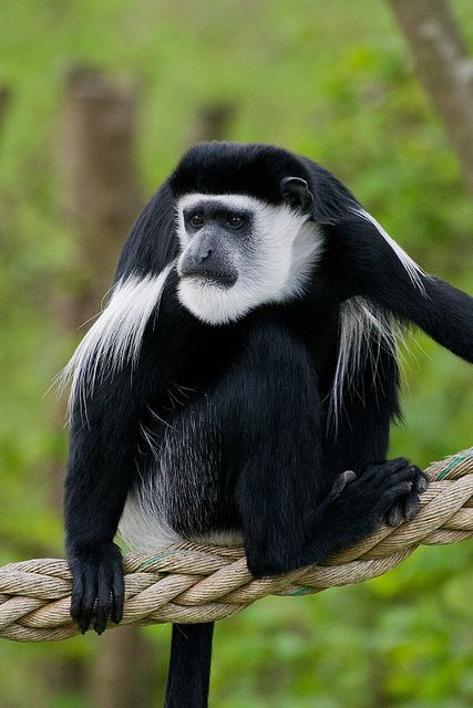 Colobus Monkey