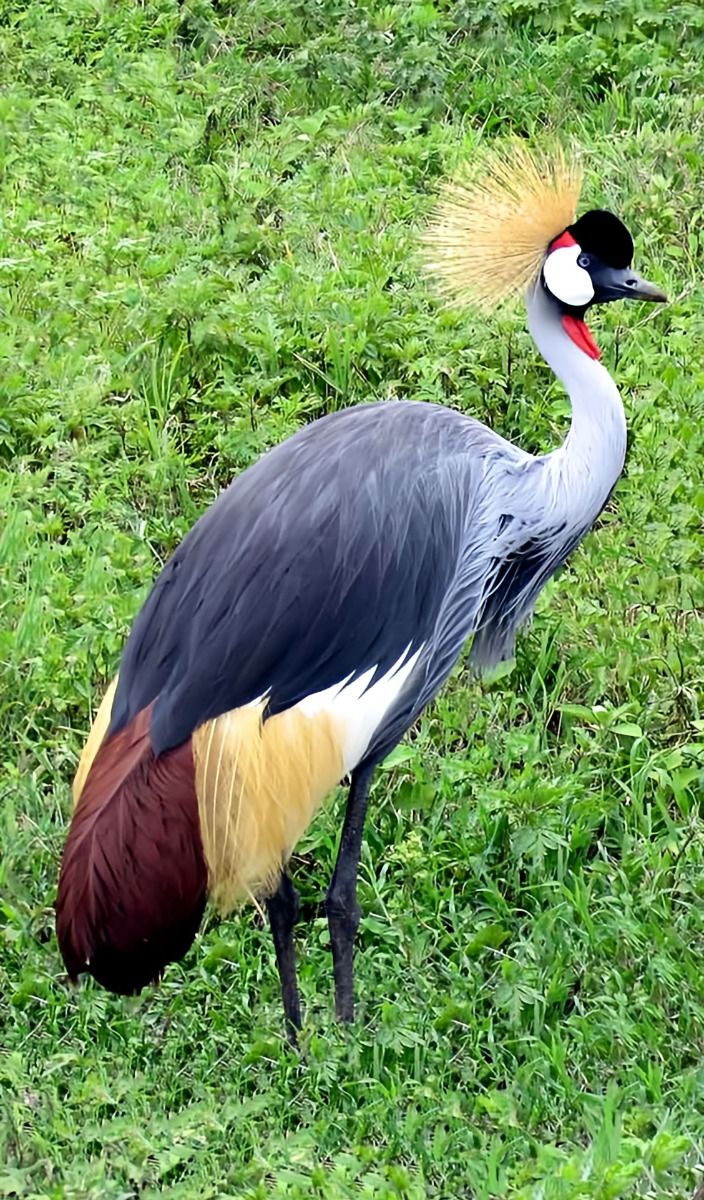 Crested Crane