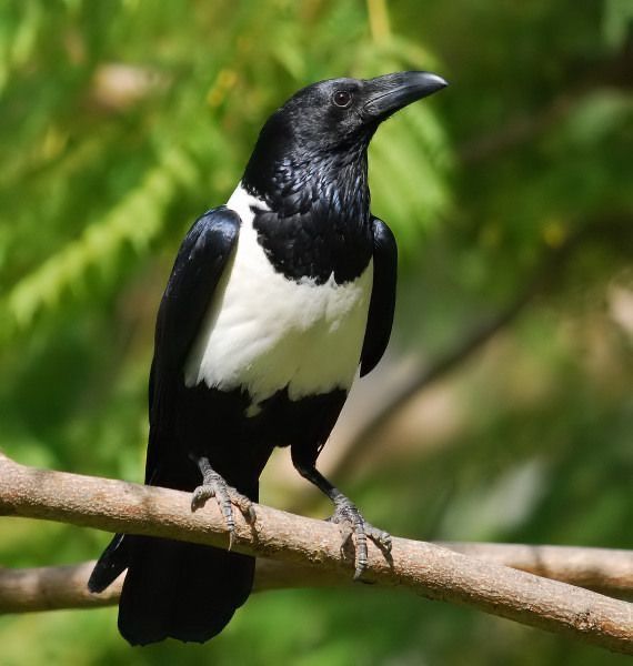 Crow