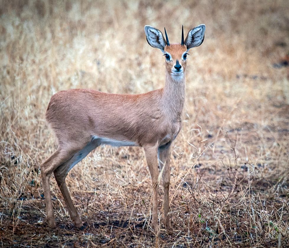 Blue Duiker