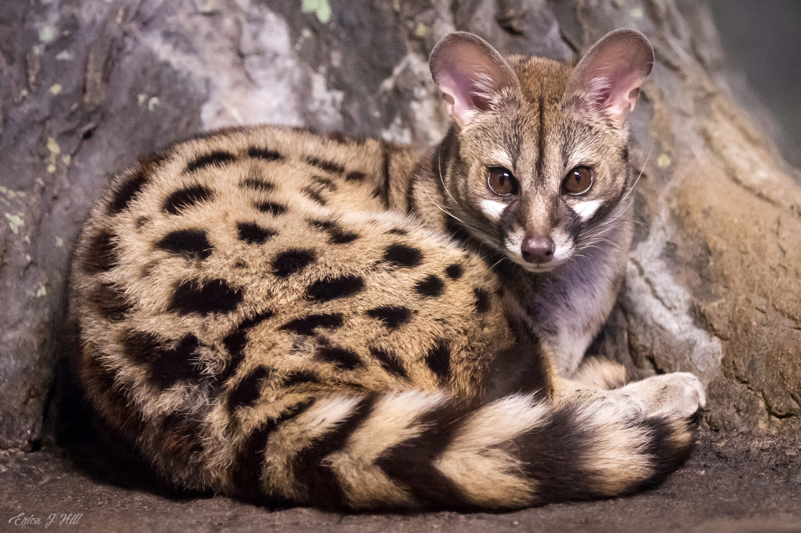 Genet Cat