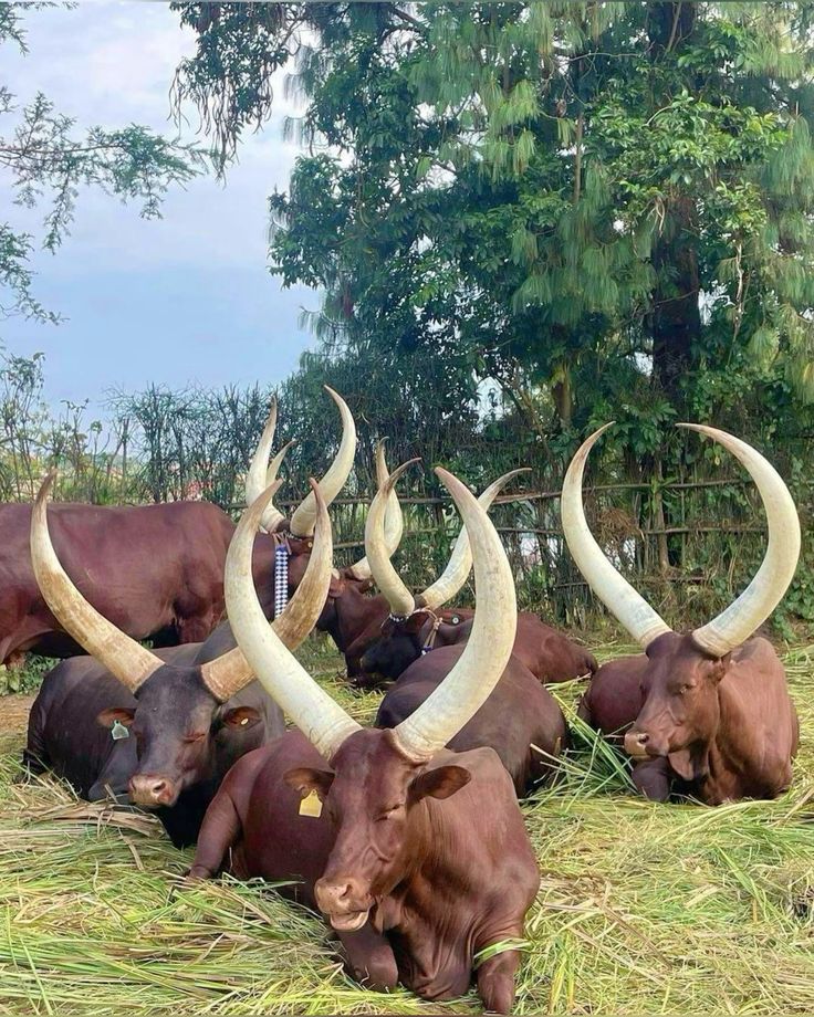 Kabula