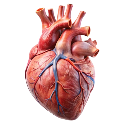 Heart