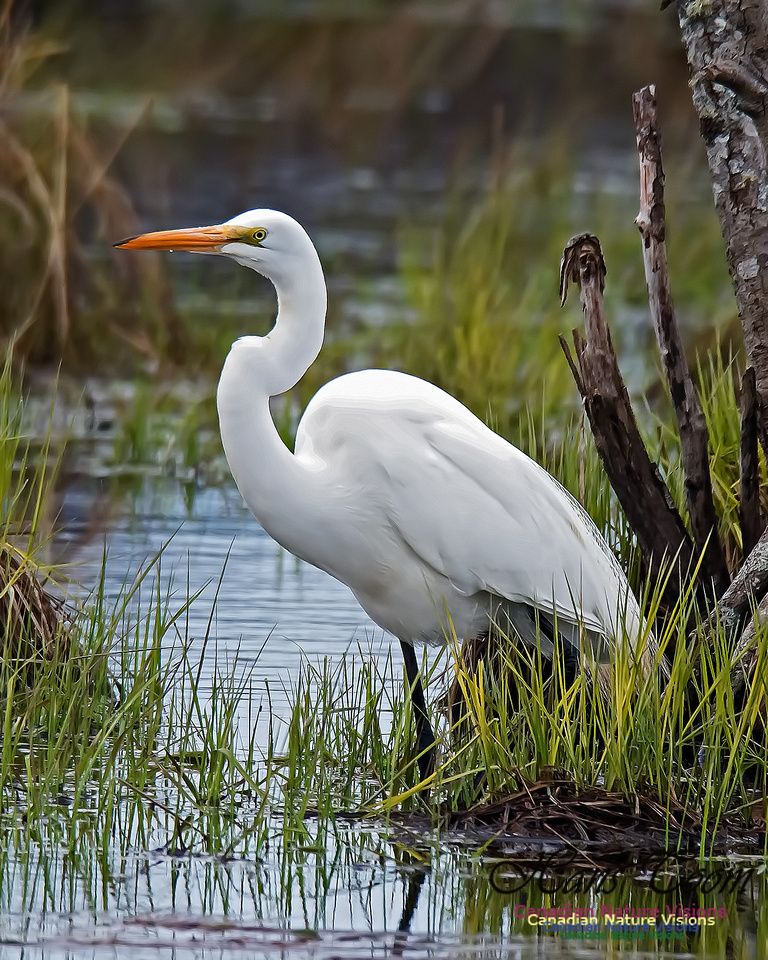 Heron Bird