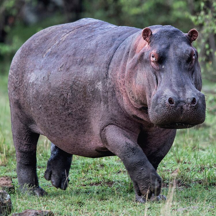 Hippo