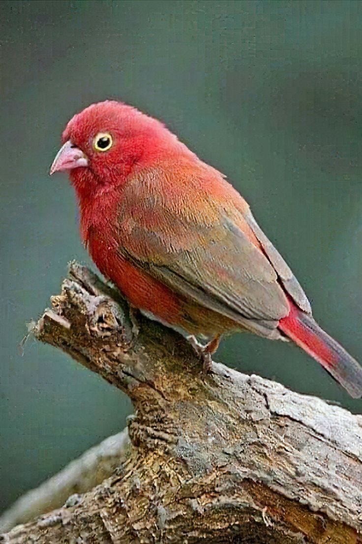 African Firefinch