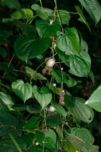Creeping Plant