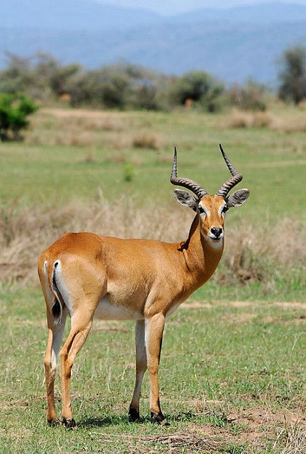 Uganda Kob
