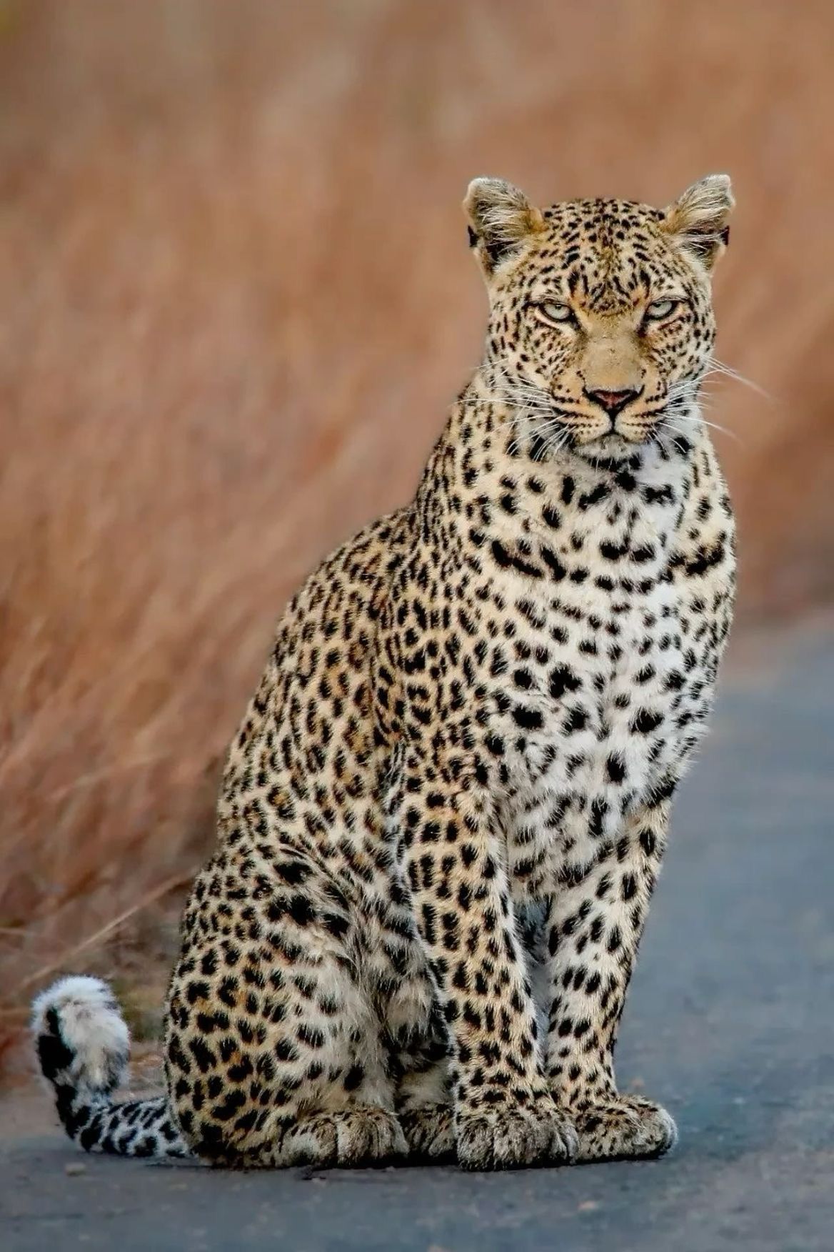 Leopard