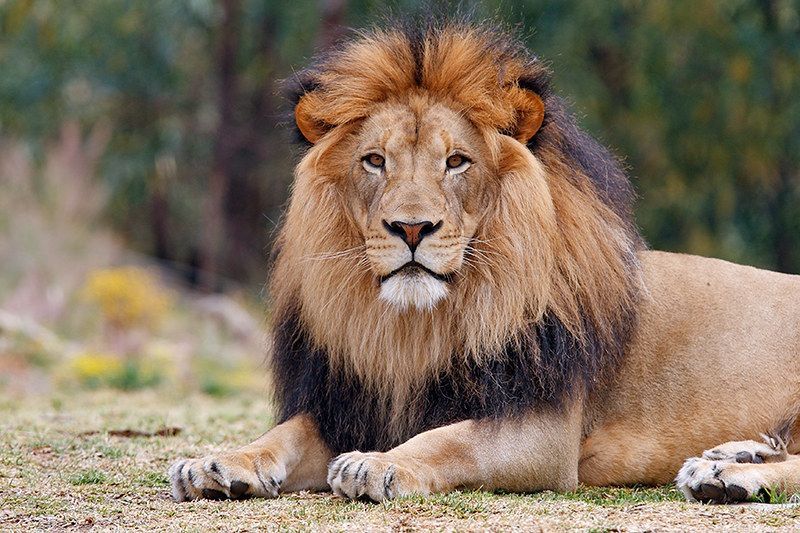Lion