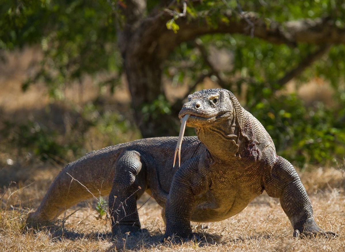 Nile monitor lizard