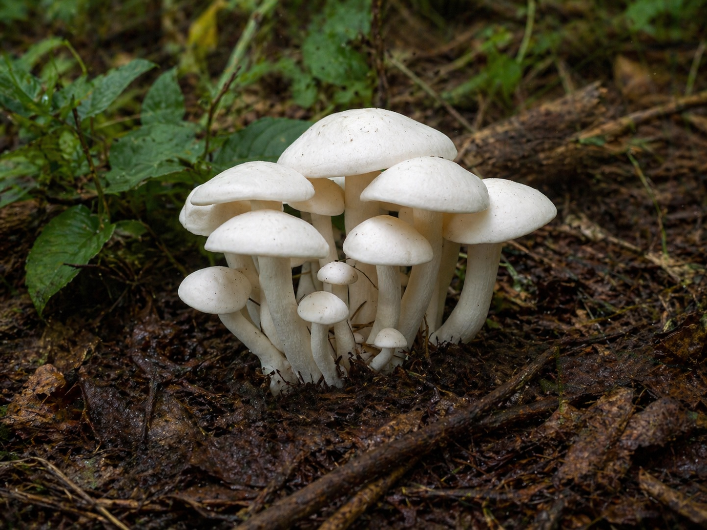 Fungus