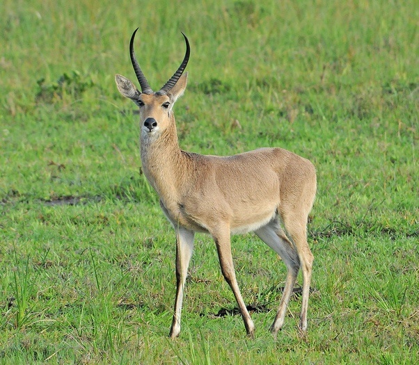 Reedbuck