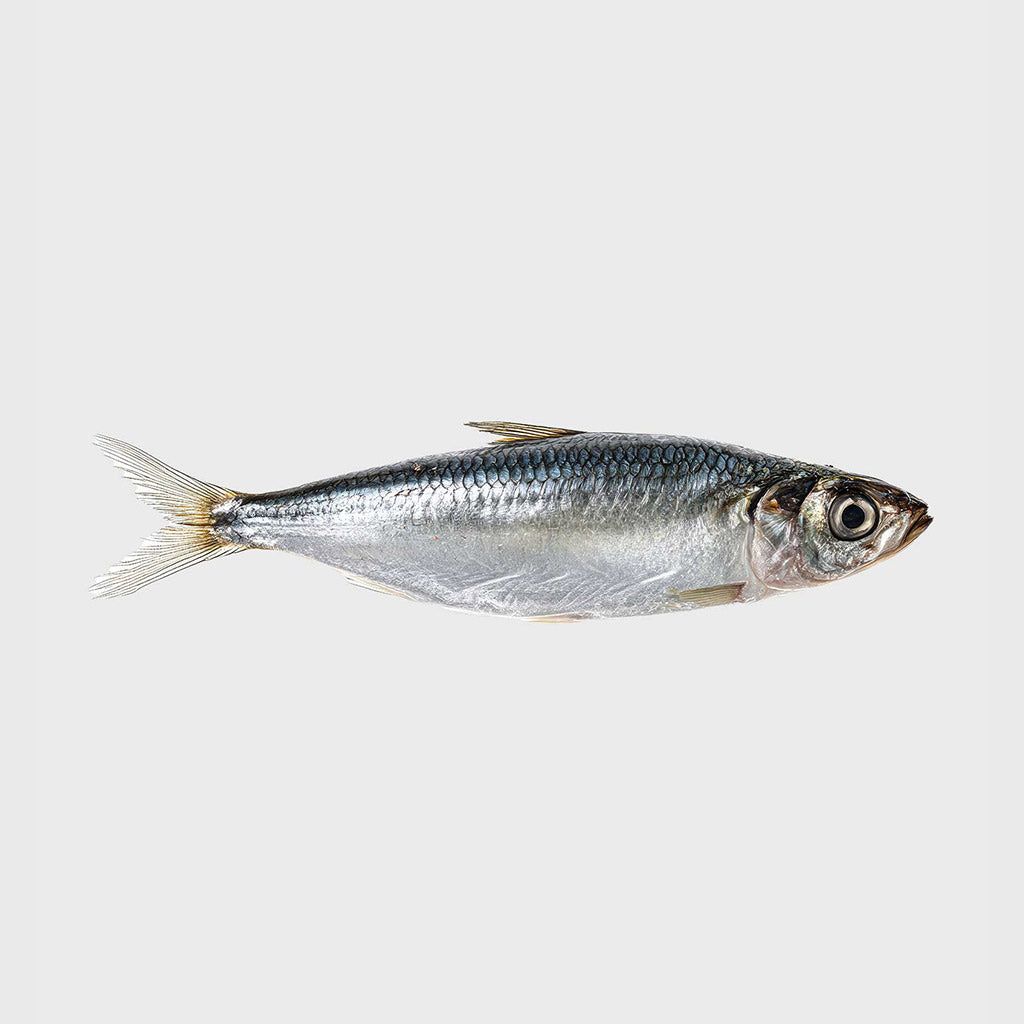 Sprat Fish