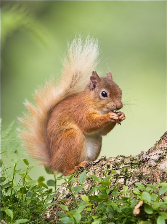 Squirrel