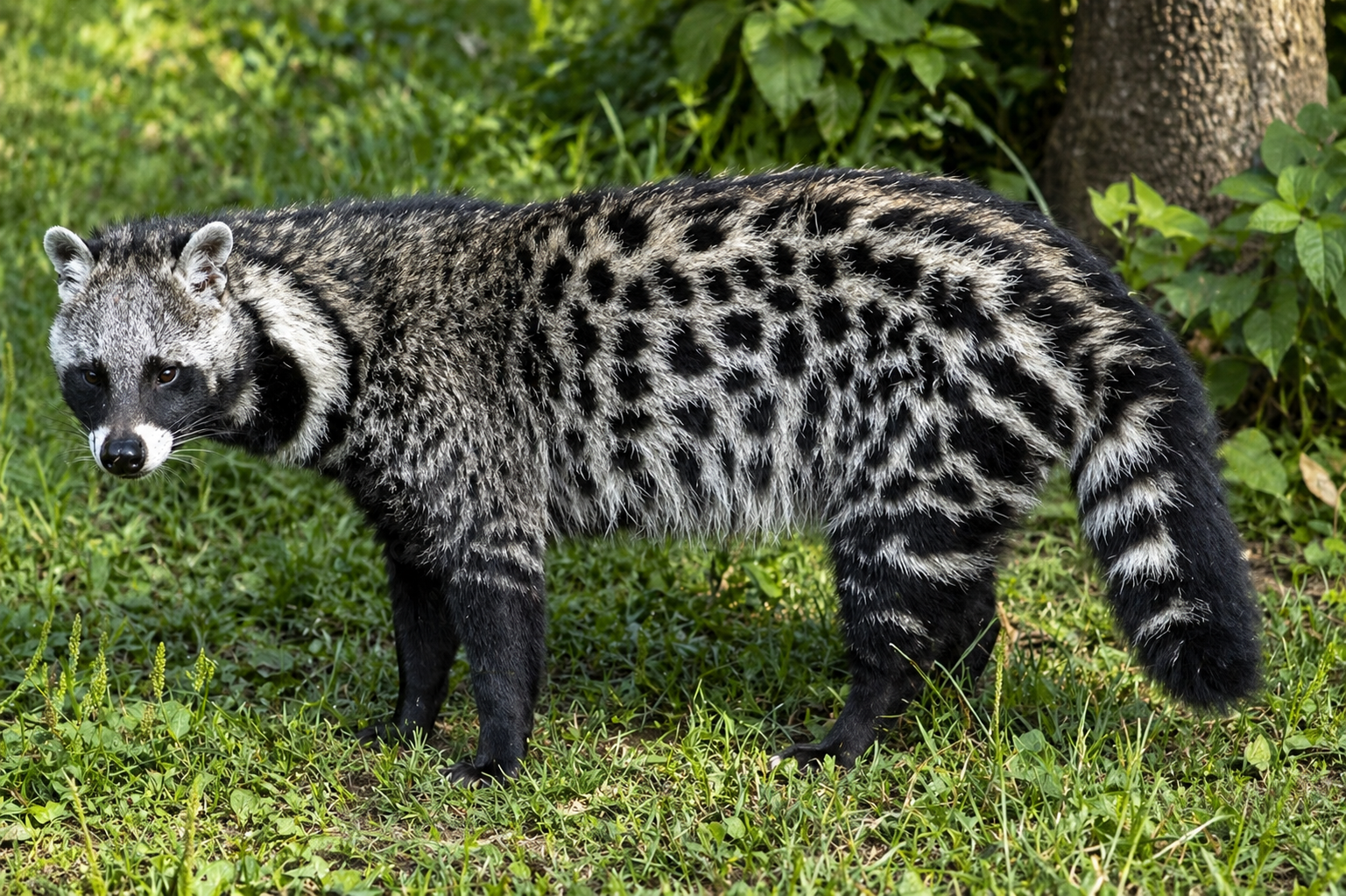 African Civet