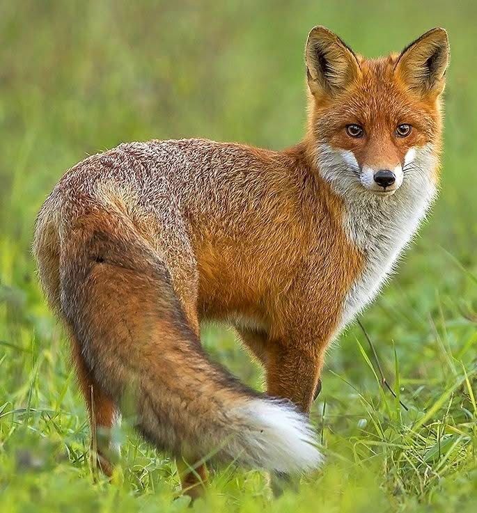 Fox