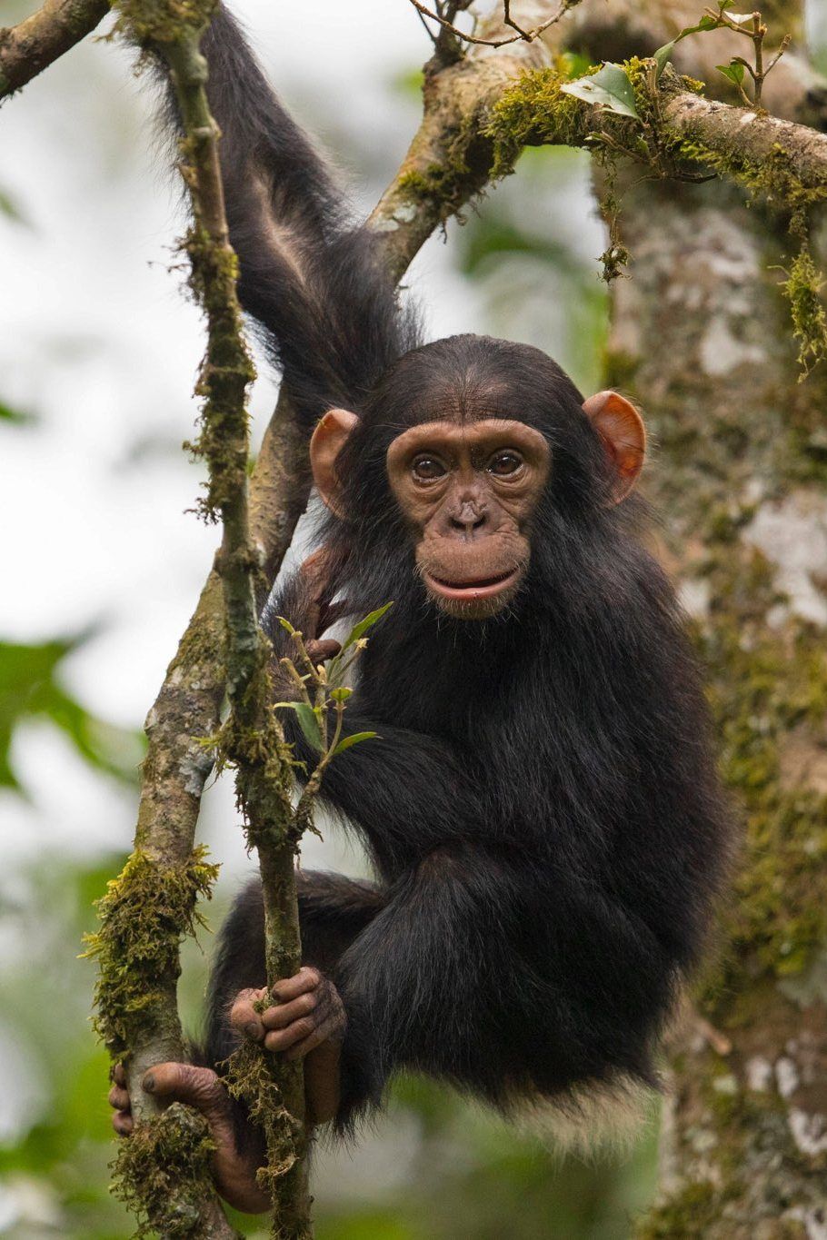 Monkey