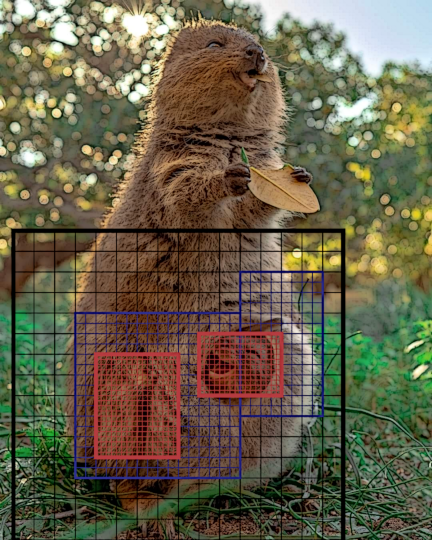 Image of Quokka with Baby in Pouch
