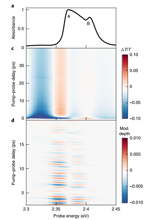 Exciton absorption spectrum.