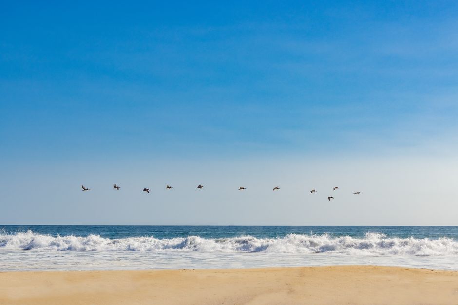 Nature A Serene Beach Scene With A Flock Of Birds Flying Over The Ocean Waves On A Clear Day. HD Wallpaper #3827