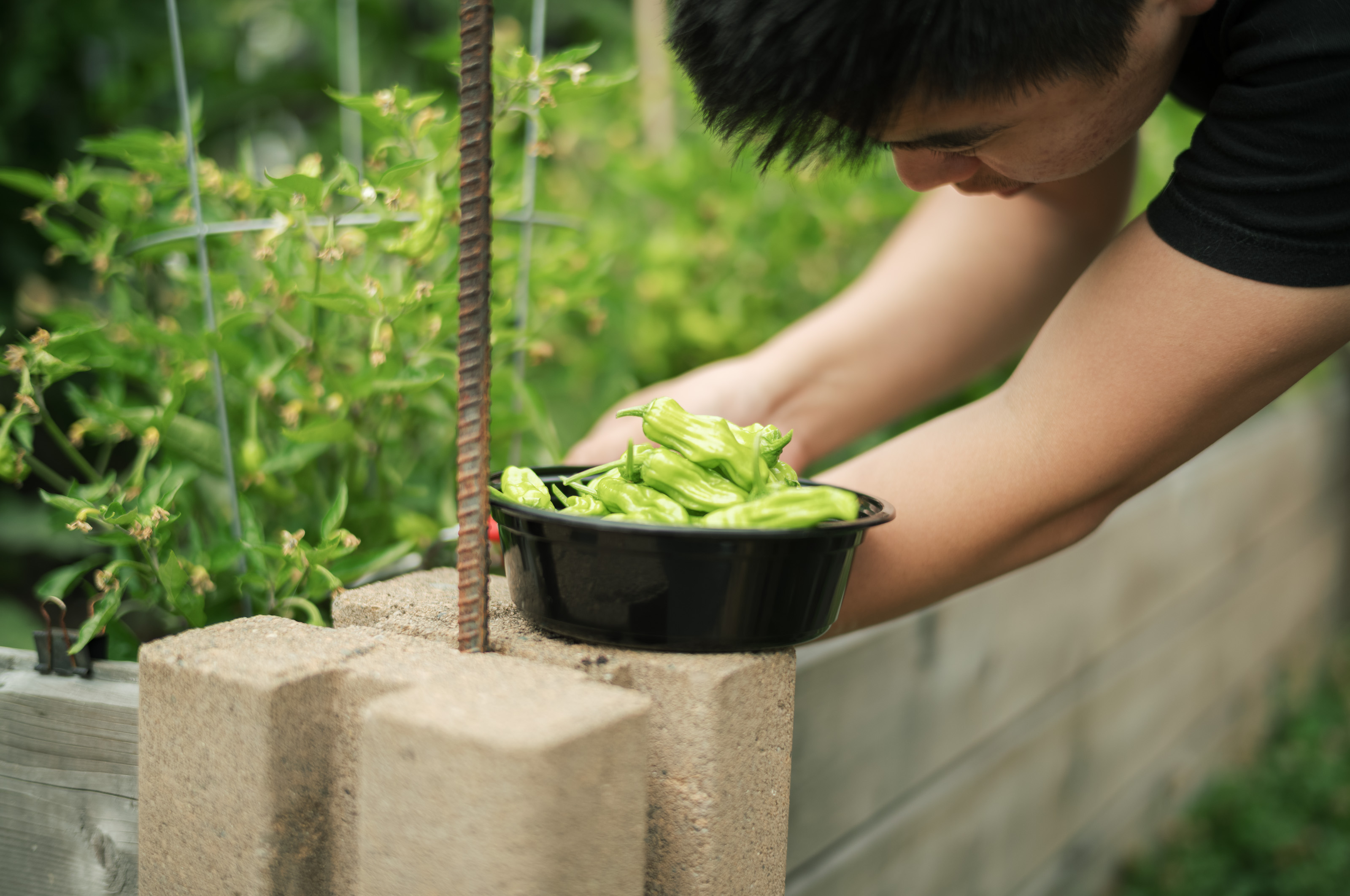 Harvesting shishito peppers