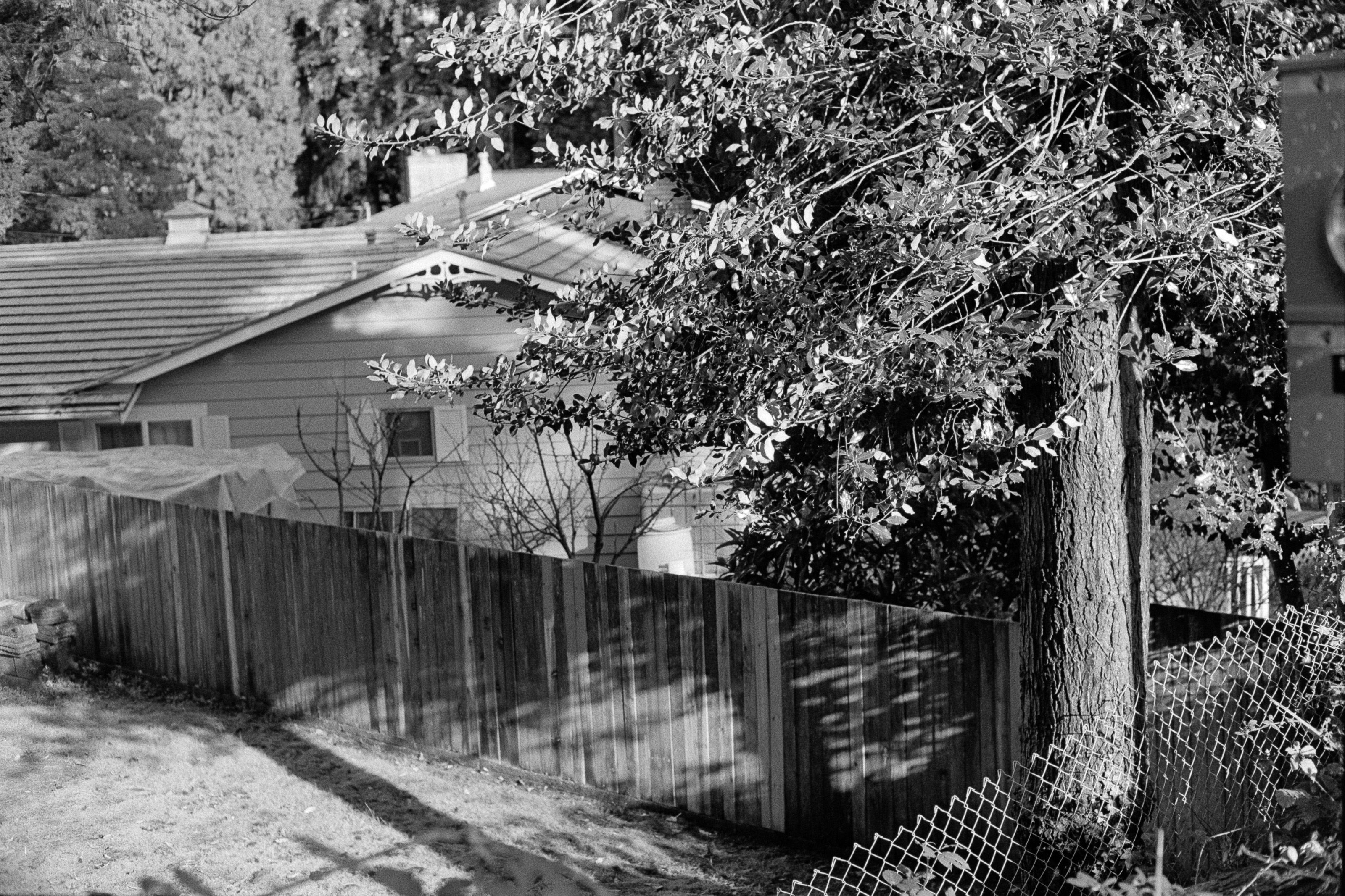 Tree with shadow on fence