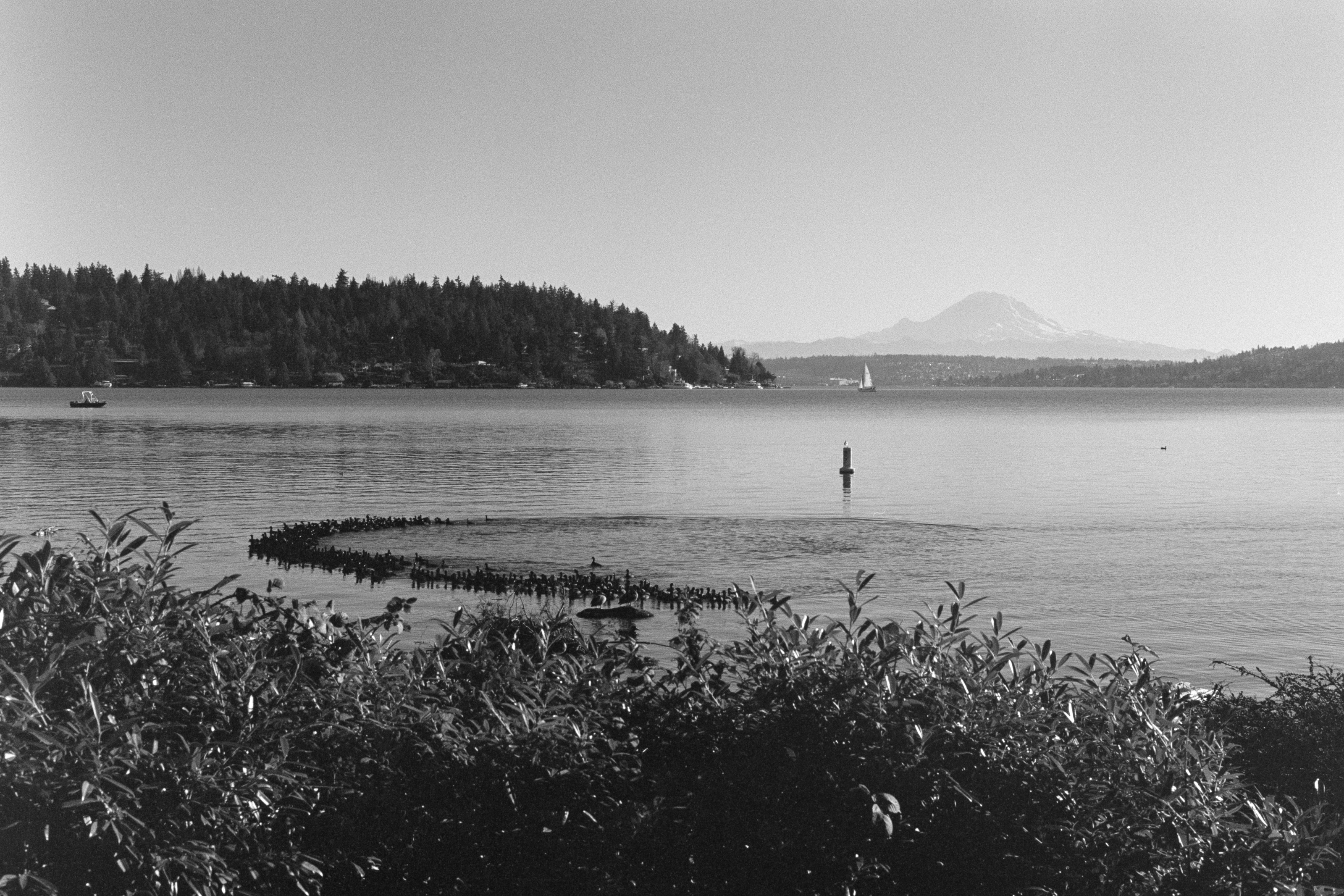 Rainier at Seward Park