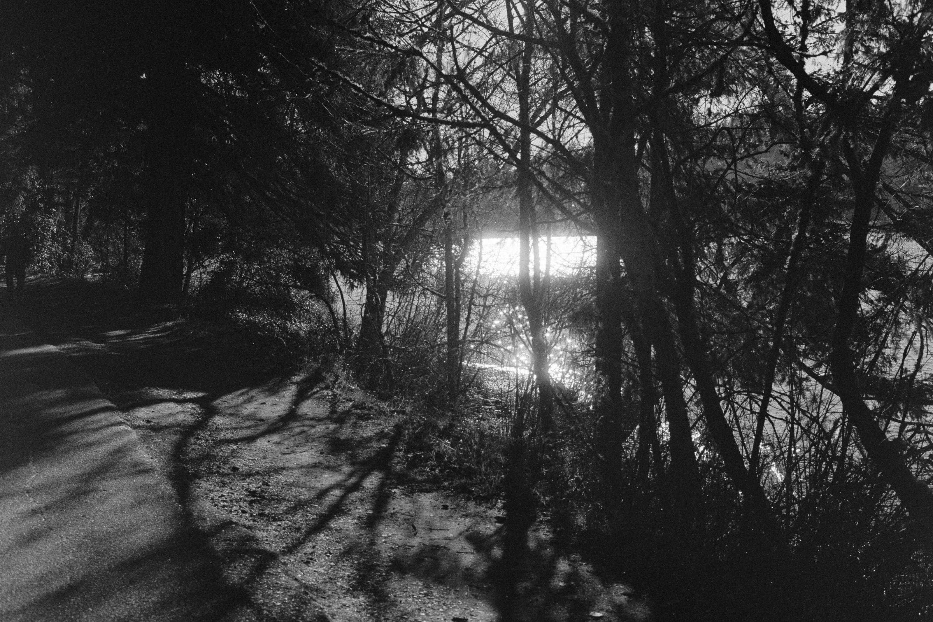 Sun through the trees