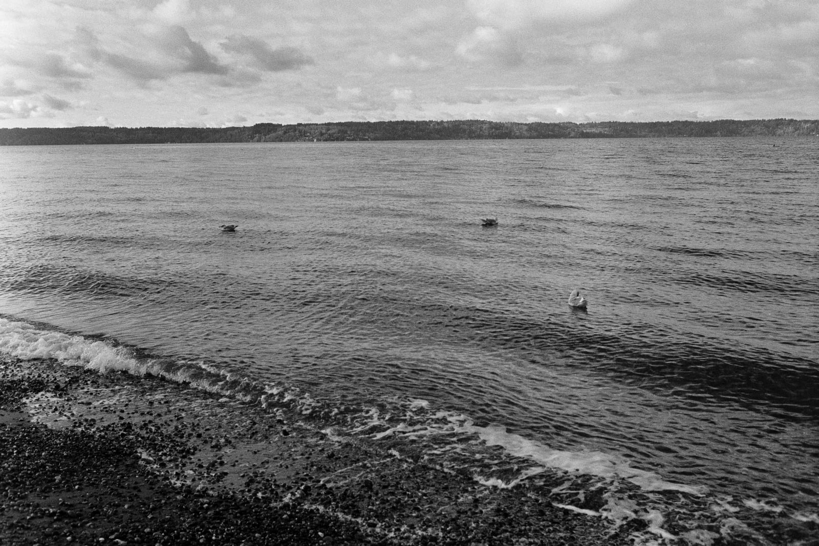 Ducks
