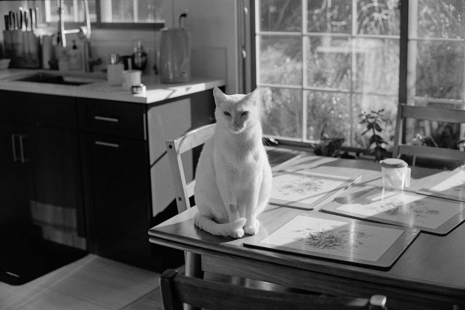 Milky on Table