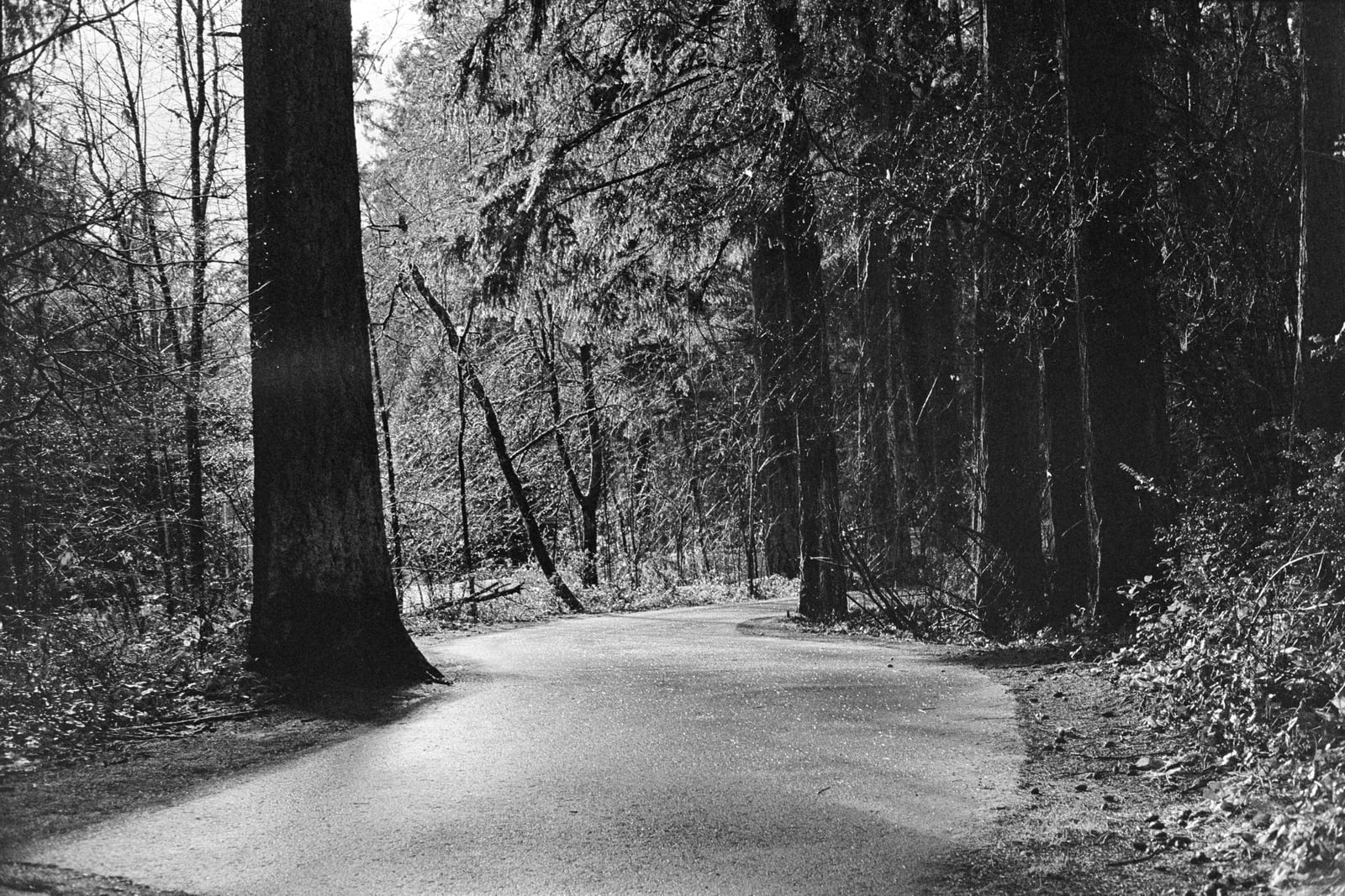 Pathway with trees
