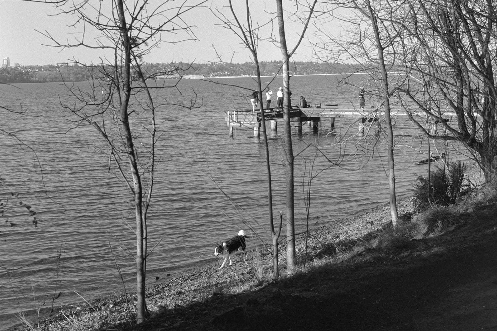 Dog and Docks
