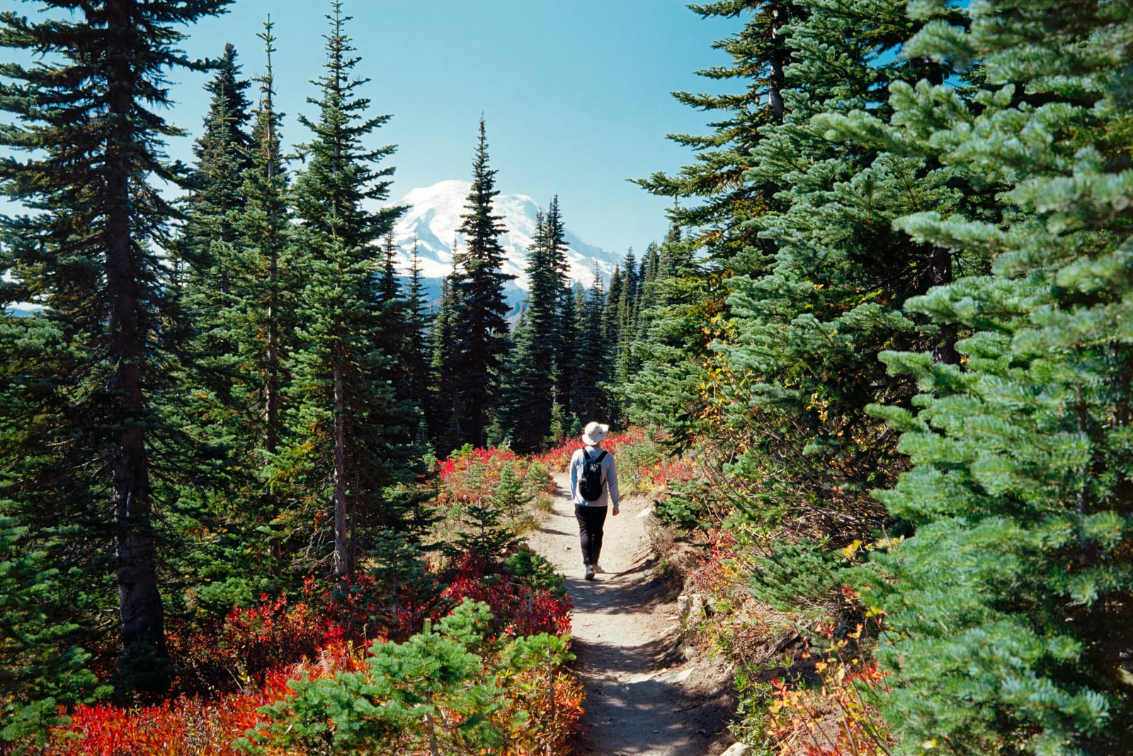 Rainier National Park parking lot and view