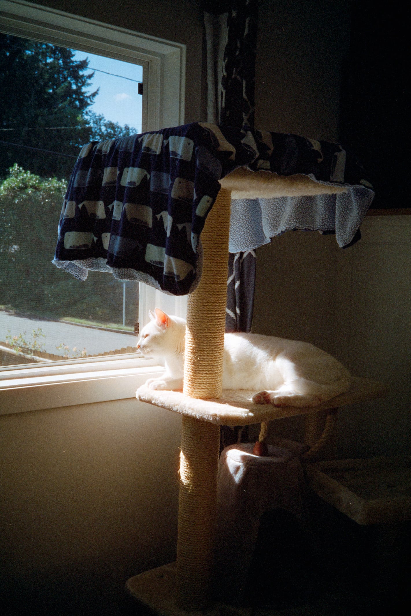 cat
