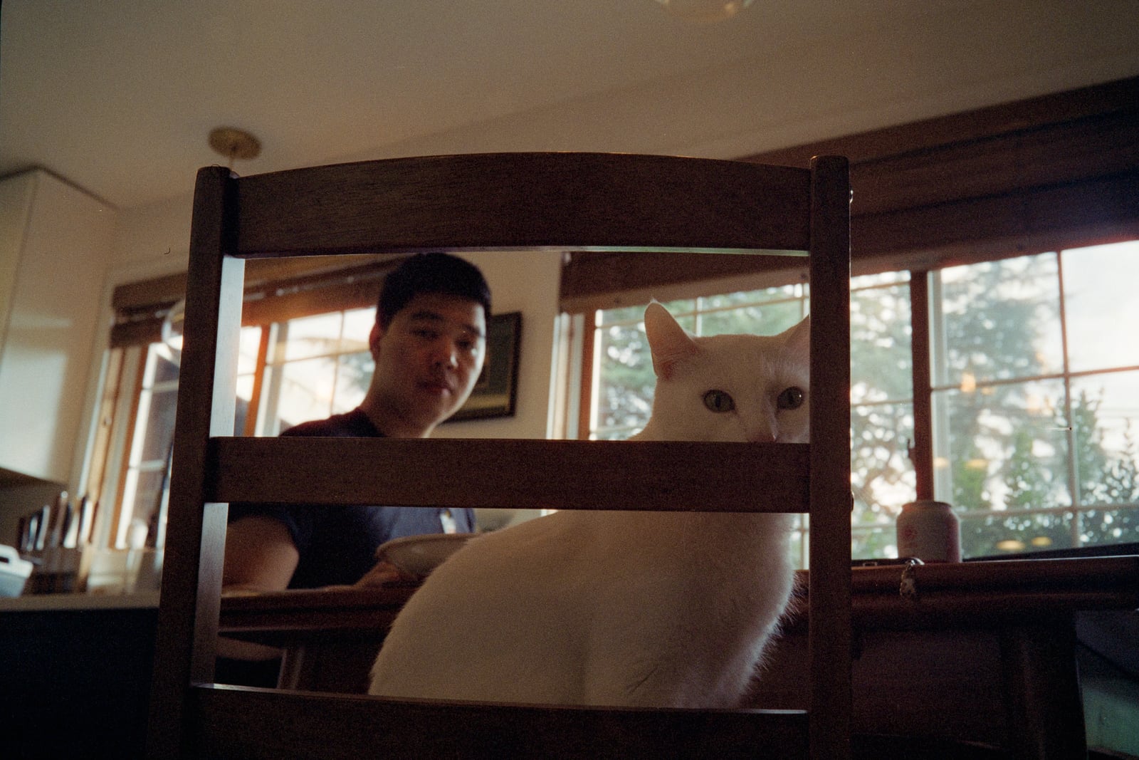 cat