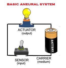 Basic Aneural System