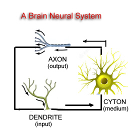 Brain Neural System