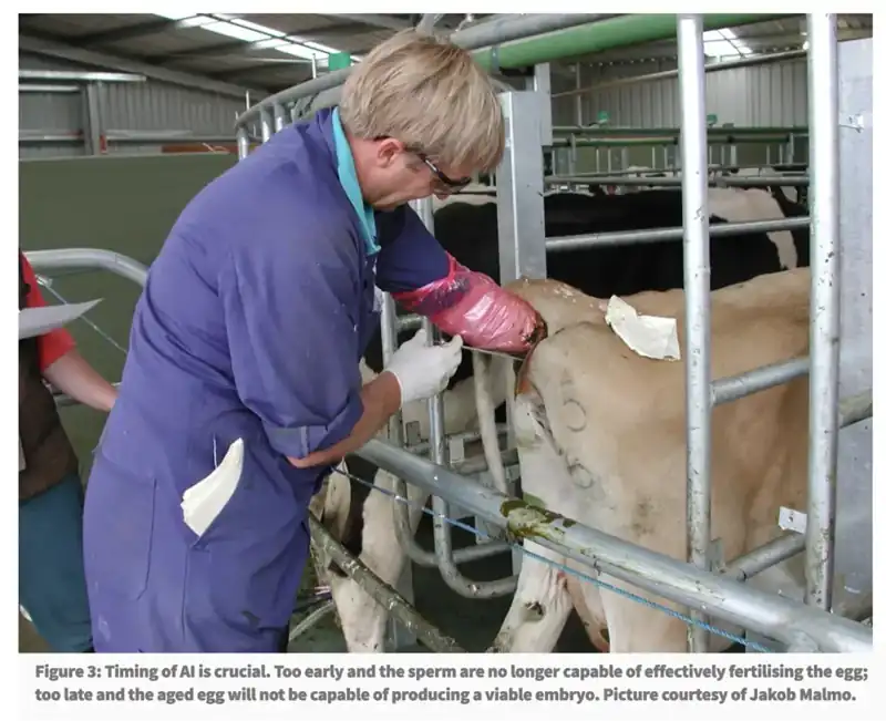 farmer technician cattle chute ai handling avare biotech