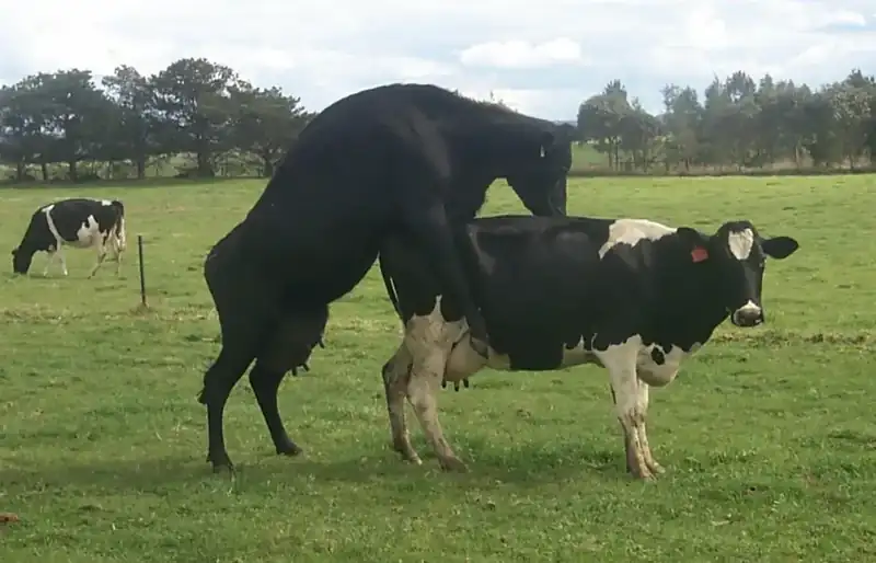cow standing heat mounting behavior avare biotech