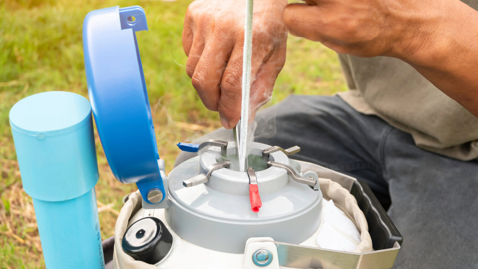 technician pulling semen straw tweezers avare biotech