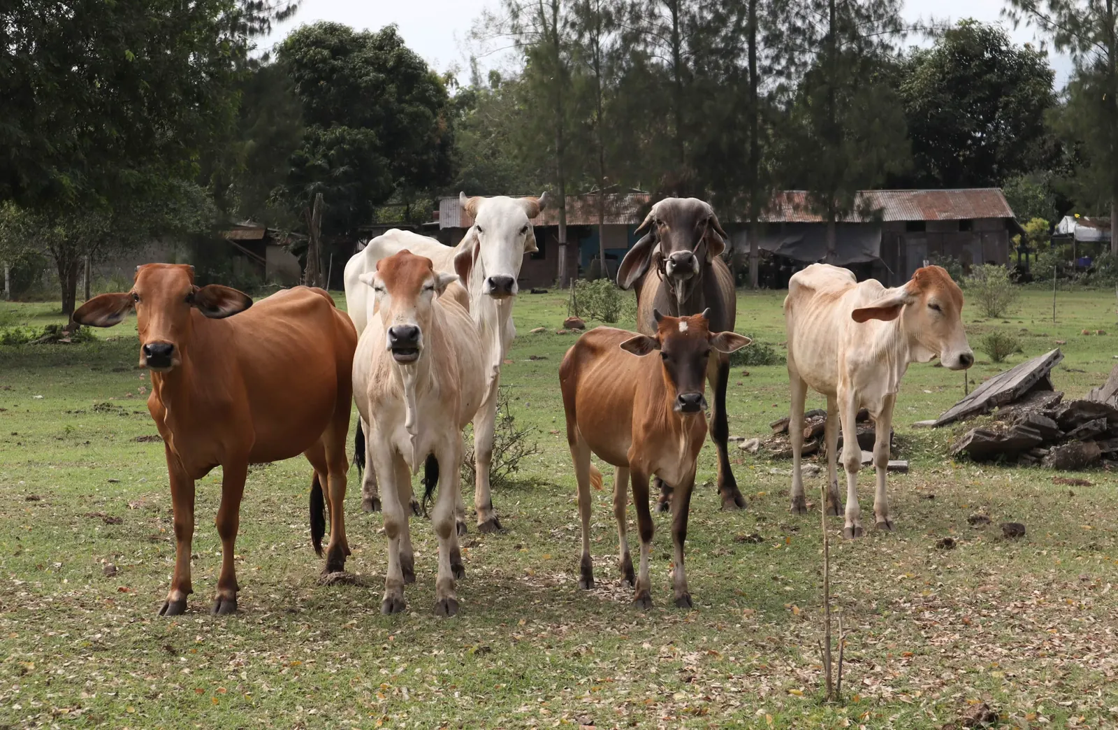 cows body condition score pasture avare biotech