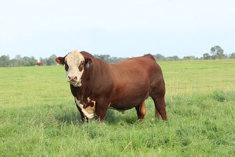 A bull that cannot settle cows costs you a whole calf crop. A breeding soundness exam finds the problem before the season starts. Here is how it works, what the numbers mean, and why one in five bulls fails.